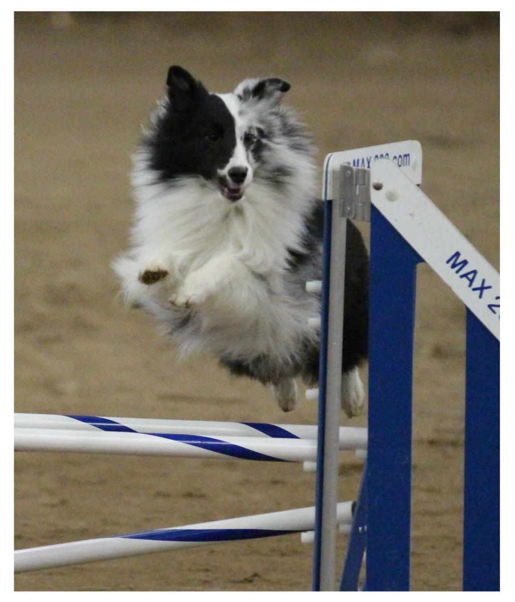 second hand dog agility equipment