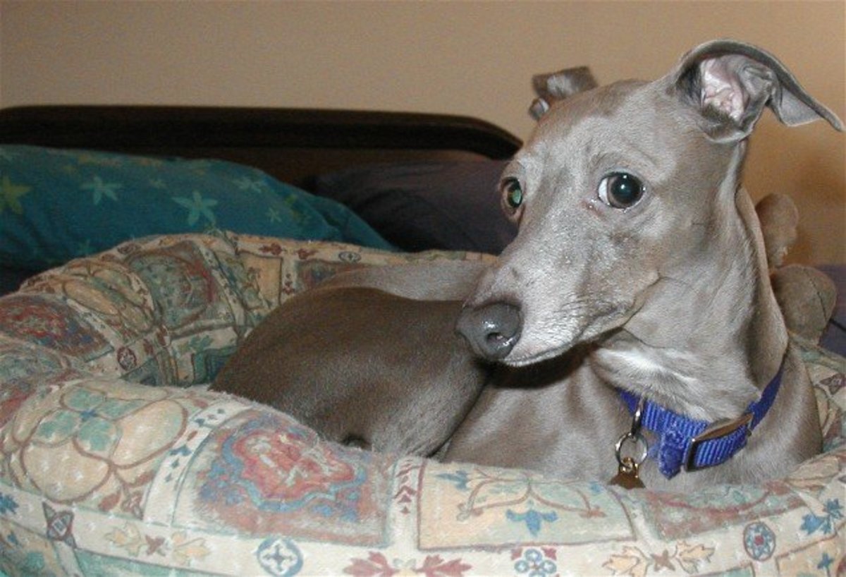 how-to-be-a-responsible-owner-of-an-italian-greyhound