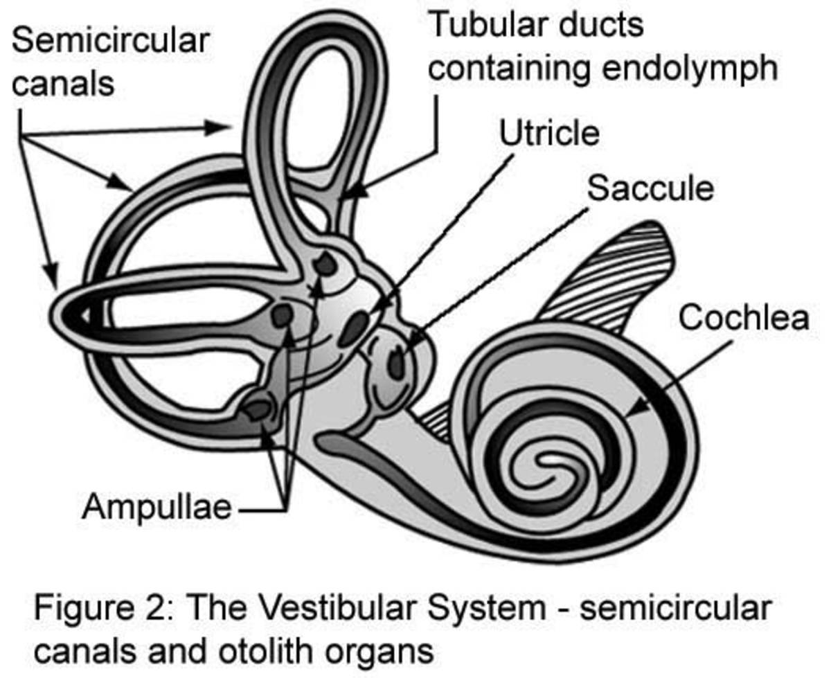 The lateral, superior, and posterior semicircular canals are responsible for the detection of movement and acceleration. This sensory system is located in the inner ear.