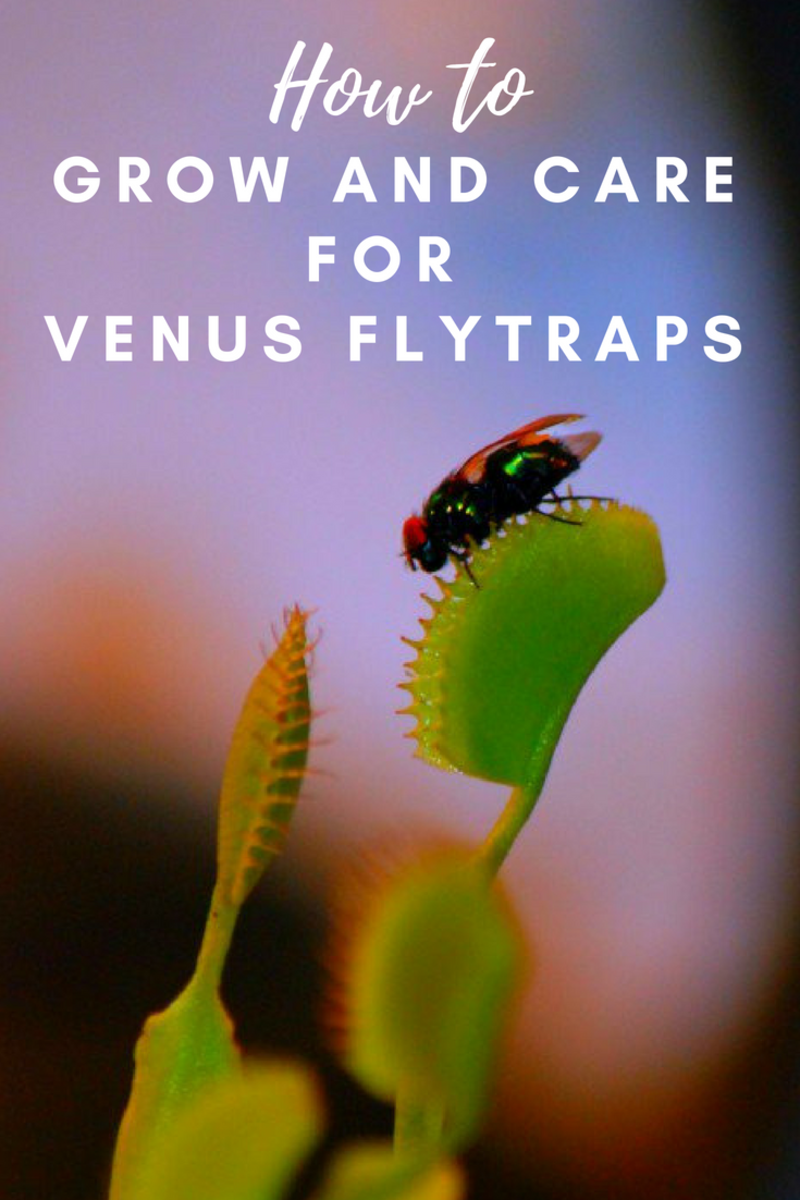 Fly landing on a Venus flytrap.