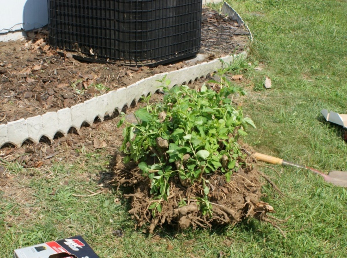 Removing a shrub or bush from your yard is not as hard as you think. 