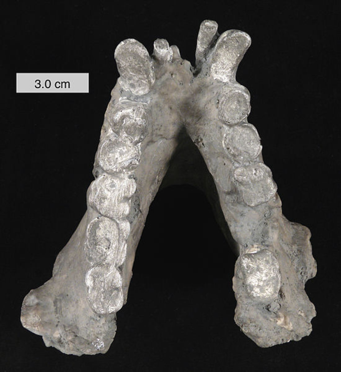 Gigantopithecus Blacki mandible: Evidence of a 10-foot ape.