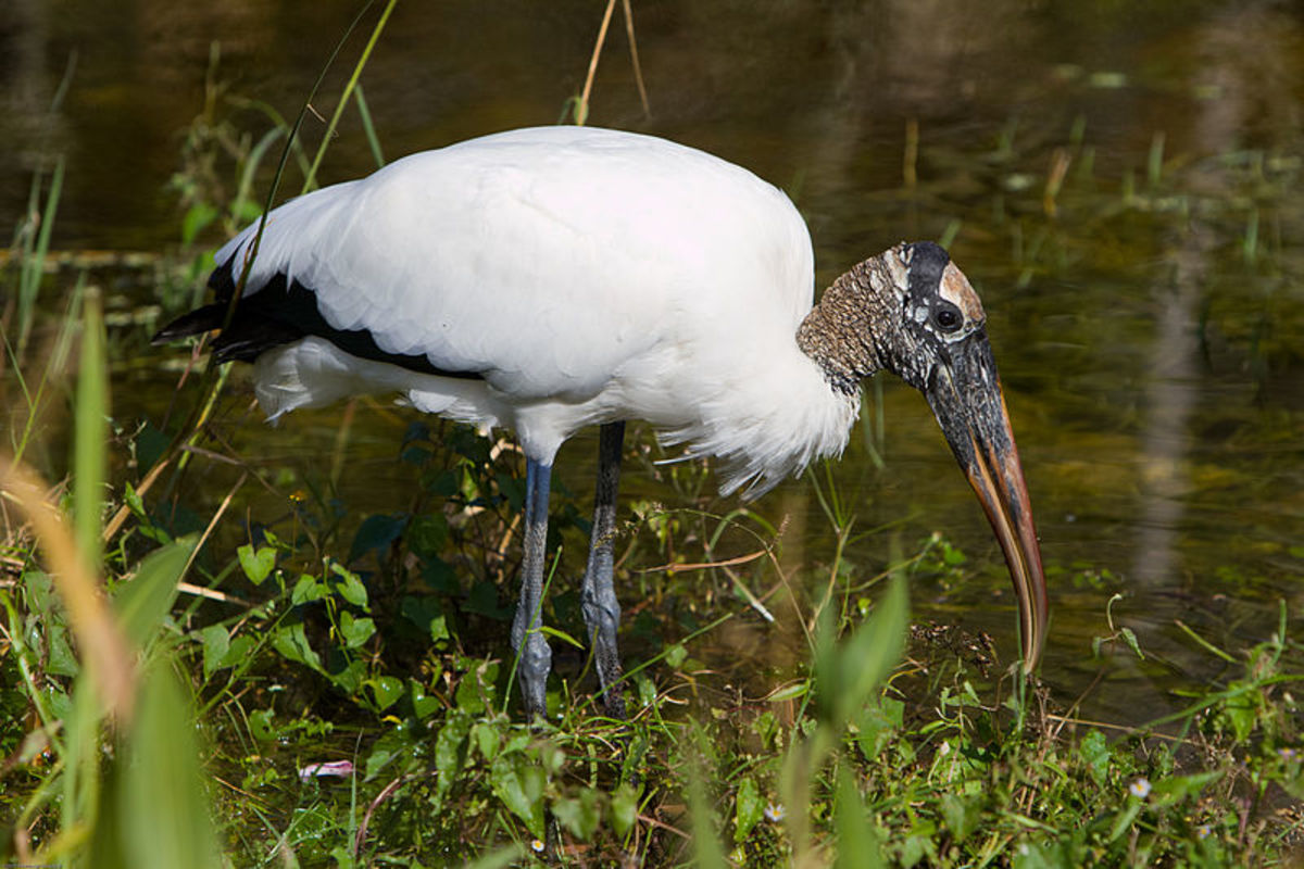 Birds of the Florida Everglades