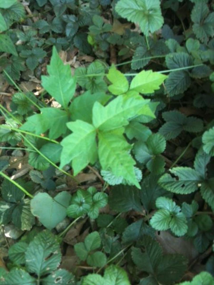 How to Identify Poison Oak and Treat the Rash
