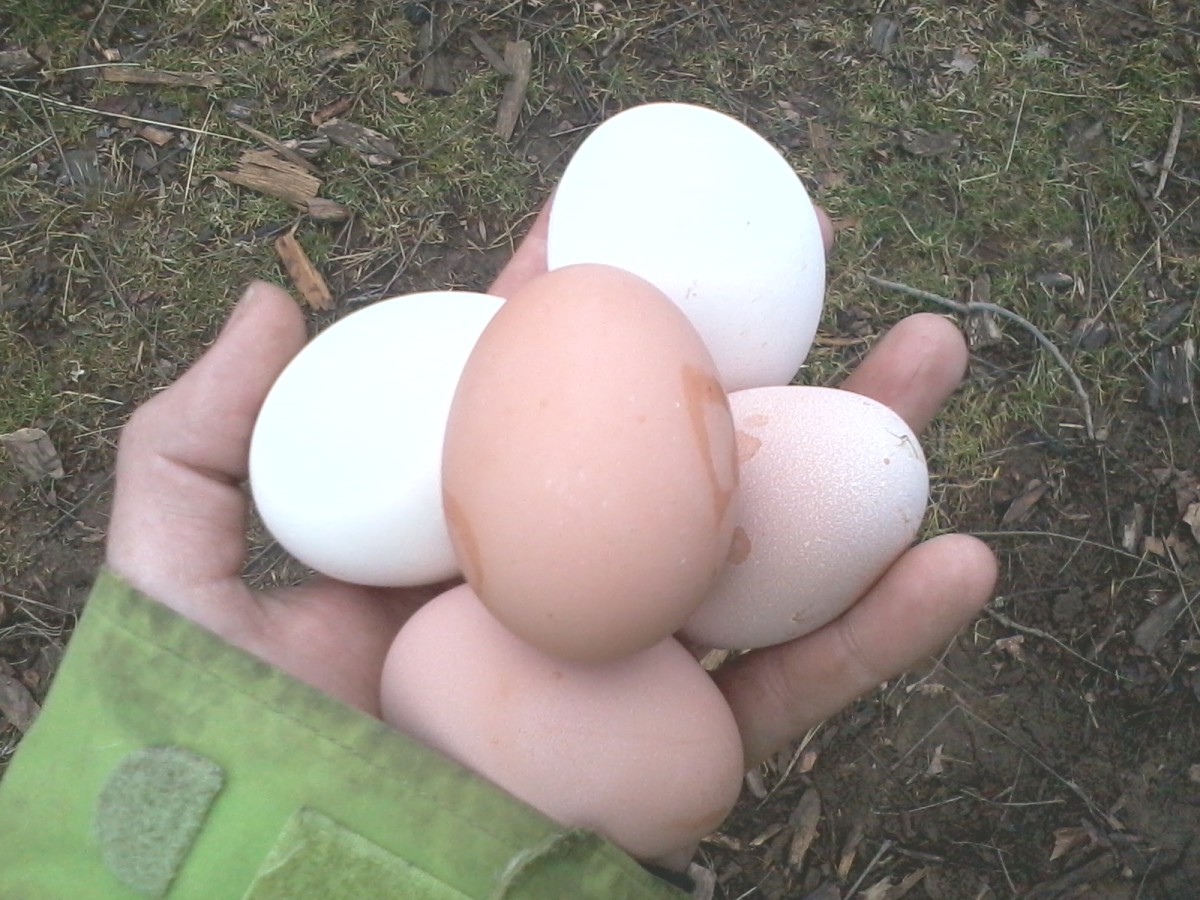 Home raised eggs