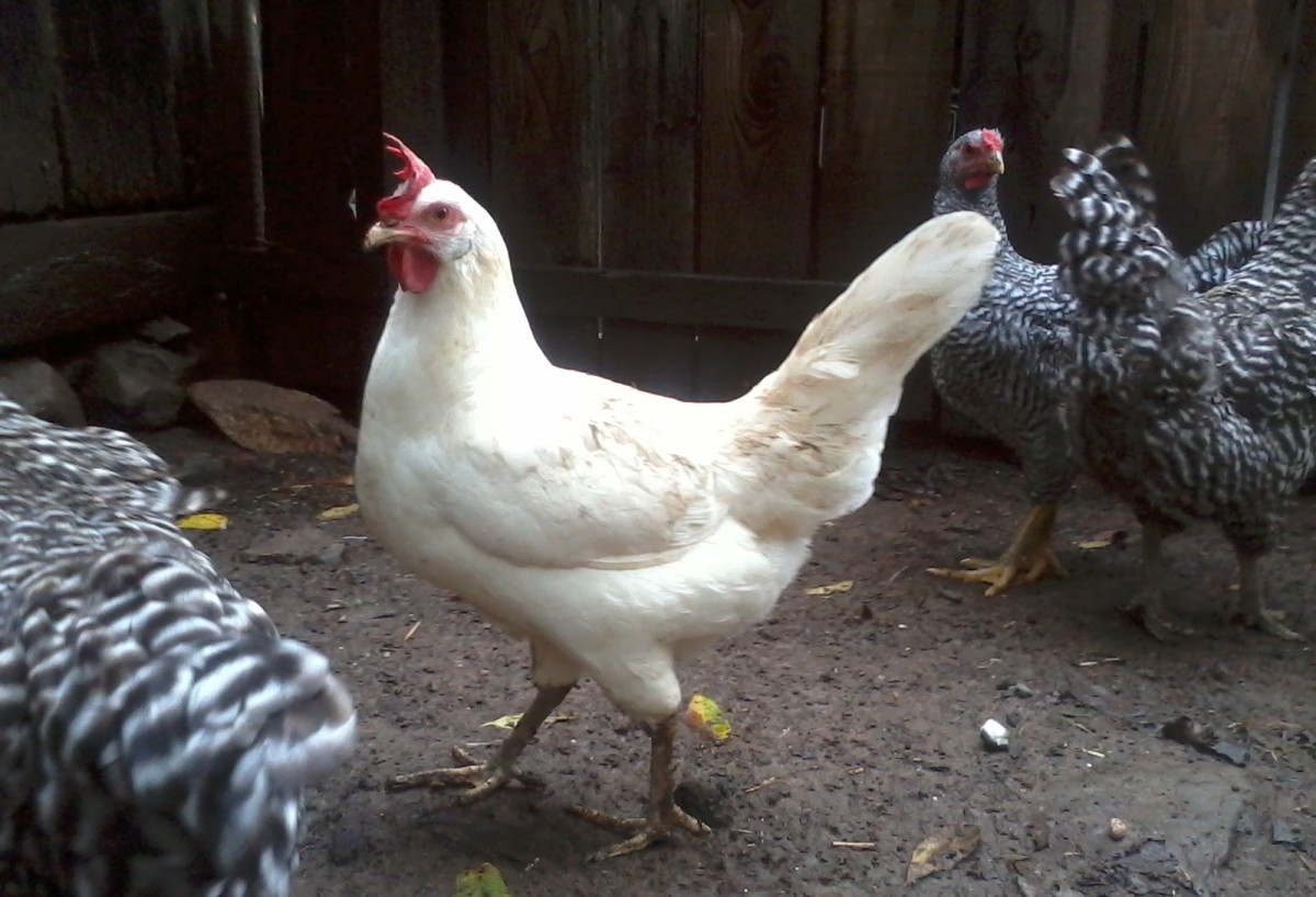 egg-laying-chicken-breeds-chickens-for-eggs