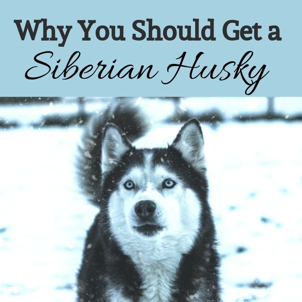 Learn all about why you should (or shouldn't) get a Siberian Husky as a pet.
