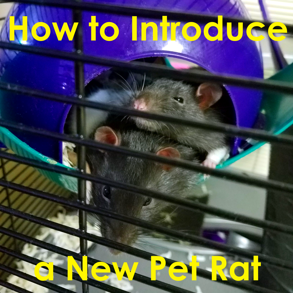 How to Introduce a New Pet Rat
