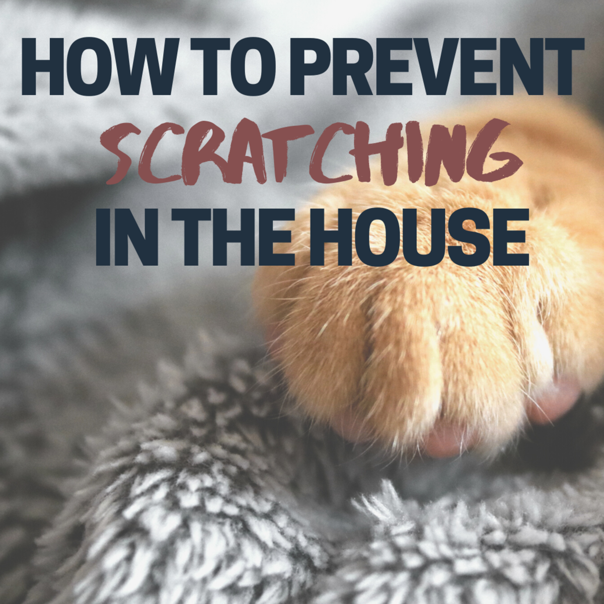How to Stop a Cat From Scratching Furniture