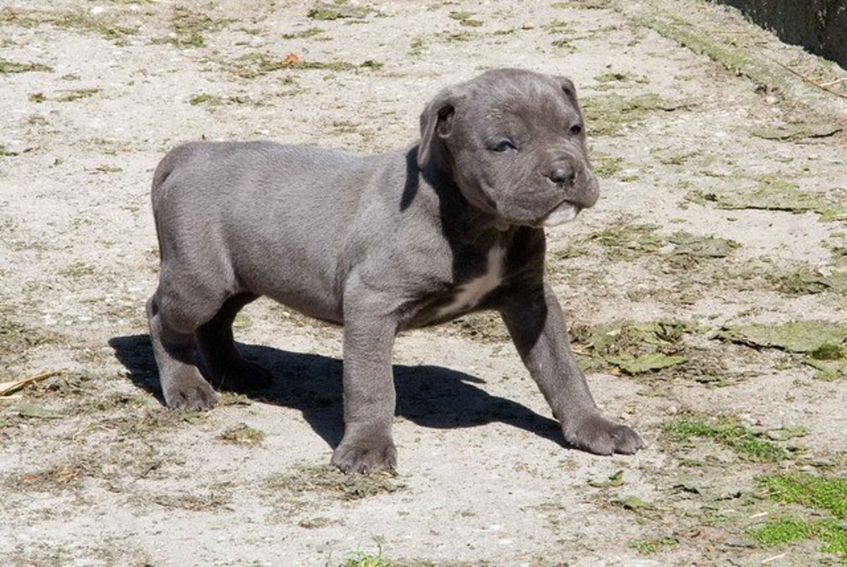 A Cane Corso puppy.