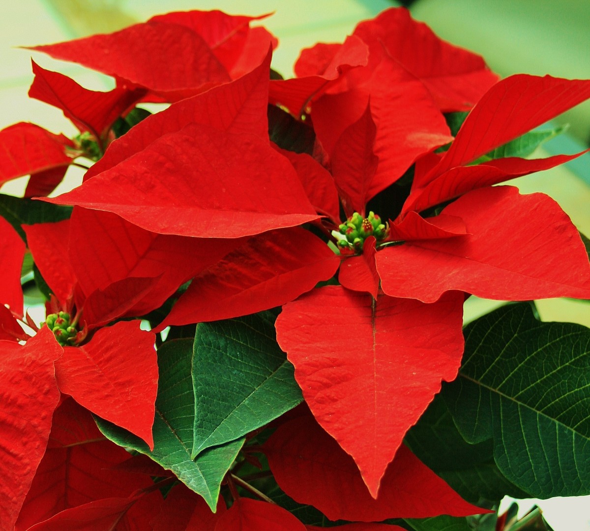 5 Ways To Make Your Poinsettias Last Longer Dengarden