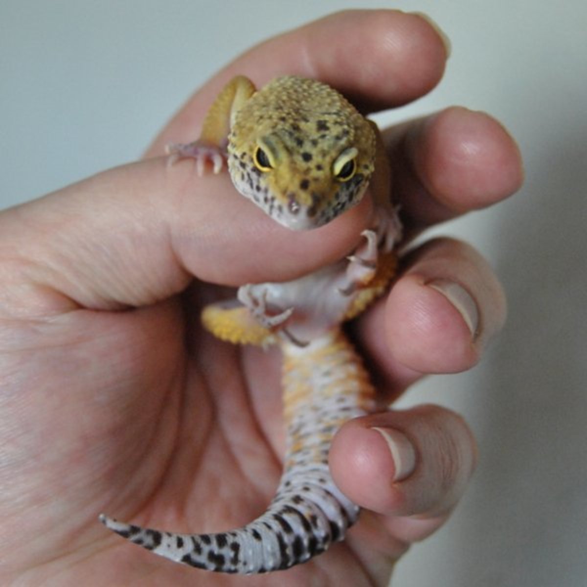 African fat-tail gecko