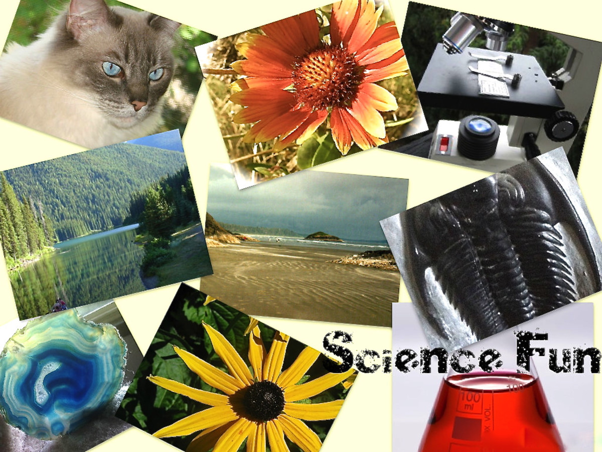 7 Science Games Websites for Children: Fun and Educational - Owlcation