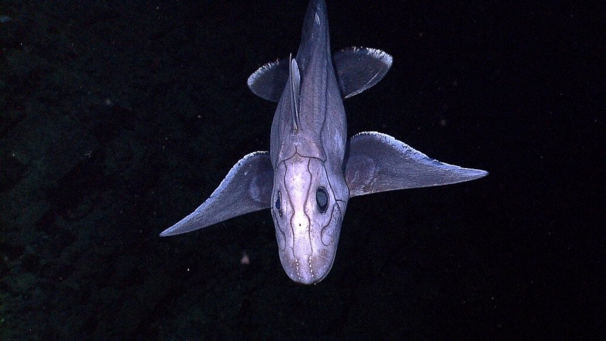 A deep-sea chimaera off the coast of Indonesia
