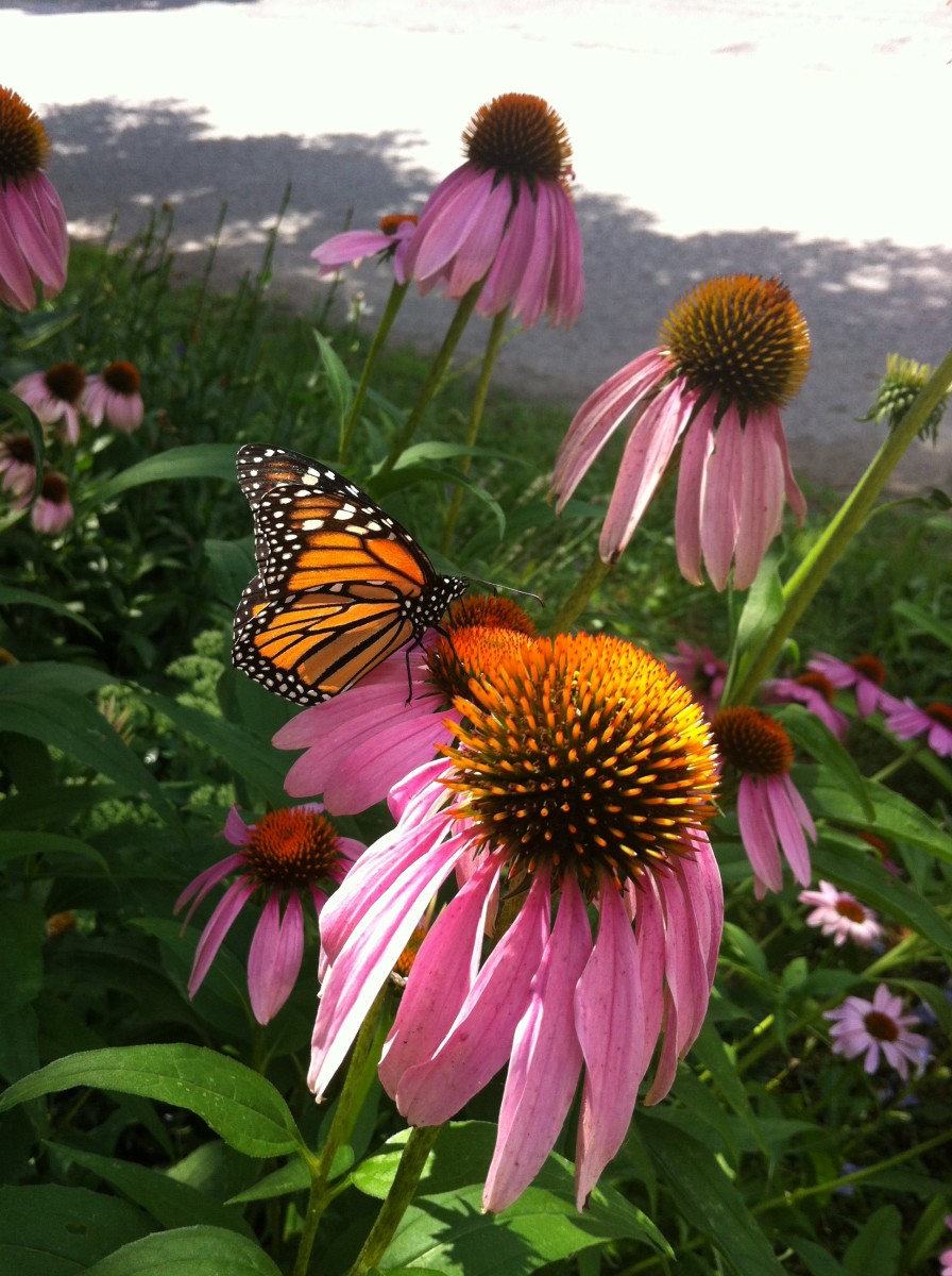 Monarch butterflies love the coneflowers in my front yard garden!