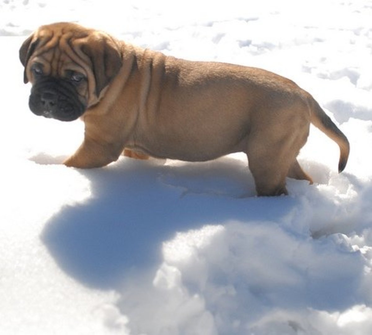 Are You Ready for a Bullmastiff?