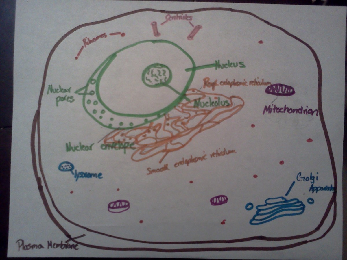 My simple drawing of an animal cell.