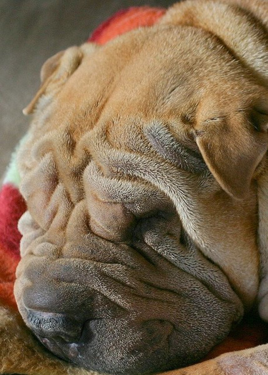 A Shar Pei in need of a Chinese name.