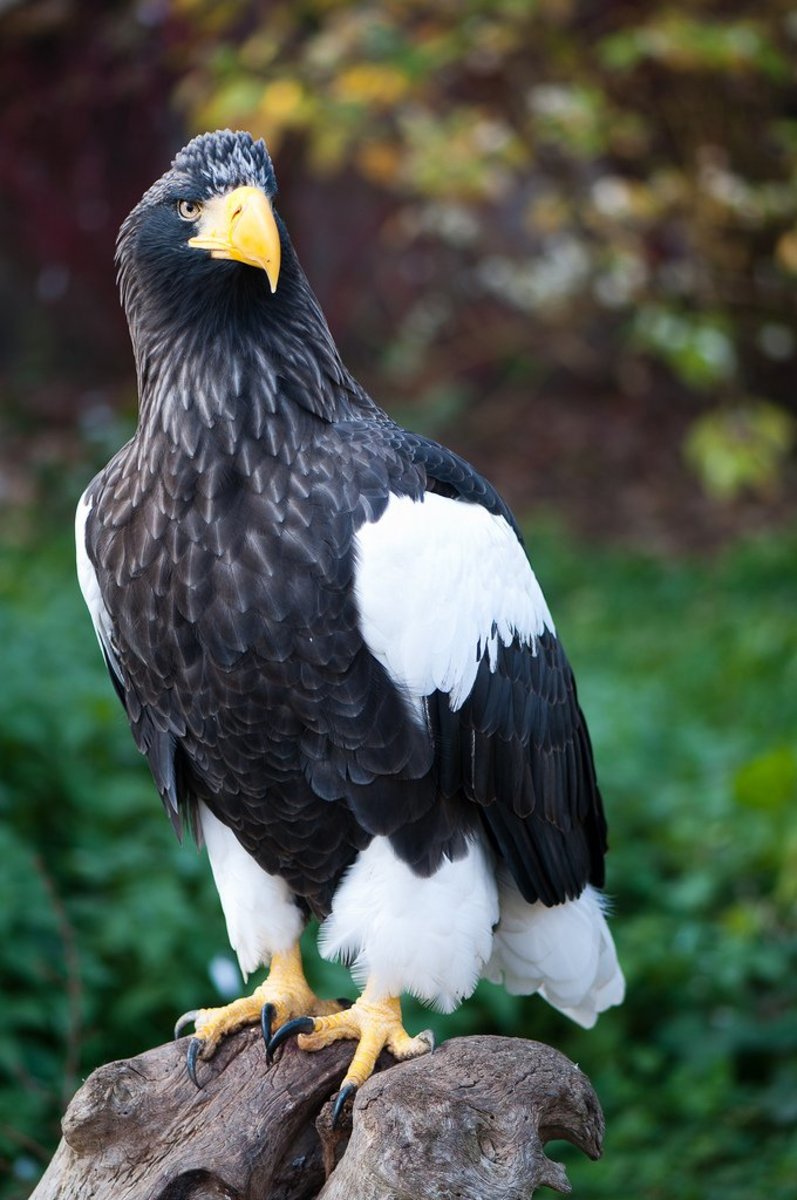 Everything You Wanted to Know About the Steller's Sea Eagle