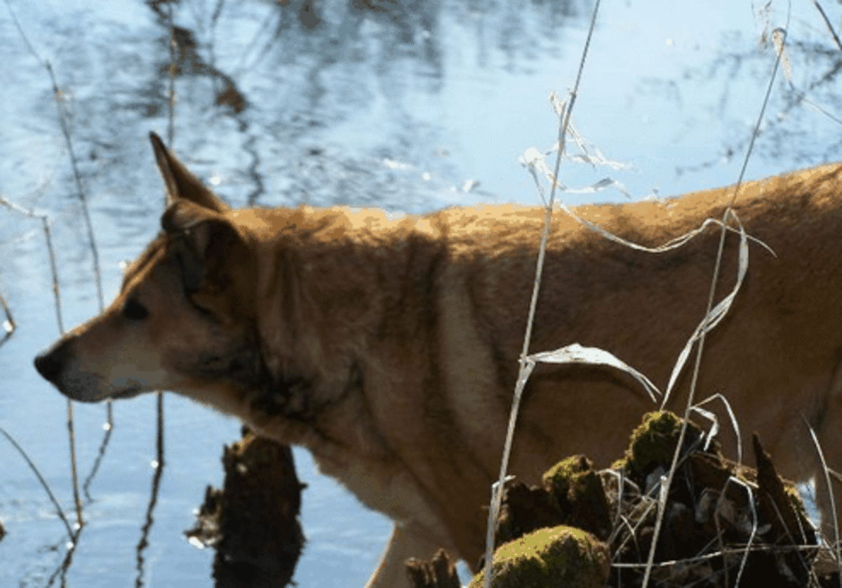 Dogs, scavengers or hunters?