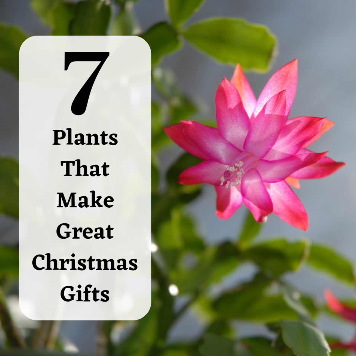 Give a living gift this Christmas with a beautiful holiday plant.