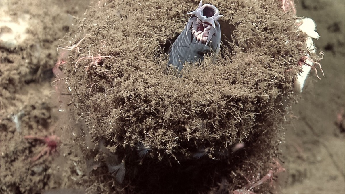 The head of a hagfish protruding from a sponge