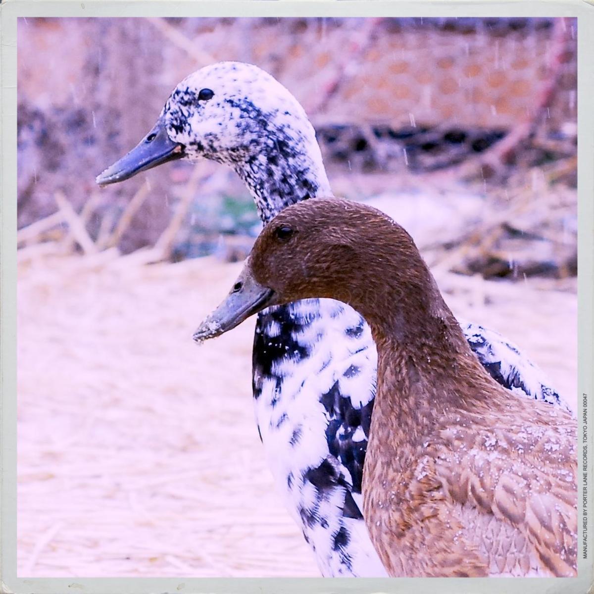 Our two duck hens: Chai, front (khaki Campbell) and Emily, back (Indian runner). 