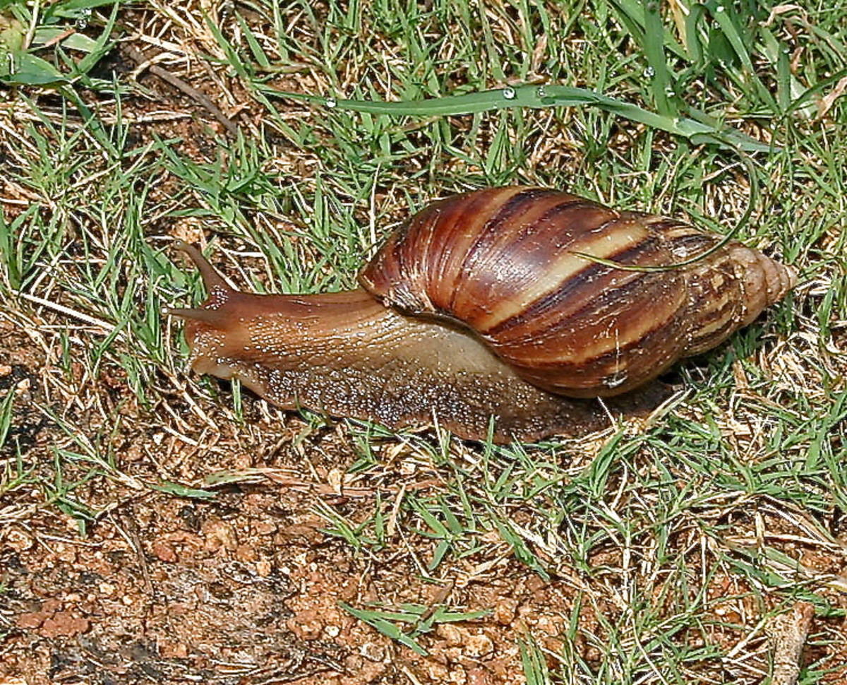 A giant African land snail (Achatina fulica) in India