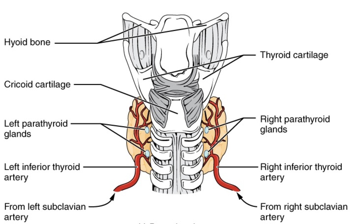 The Parathyroid Glands, Hypercalcemia, and Hypocalcemia - HubPages