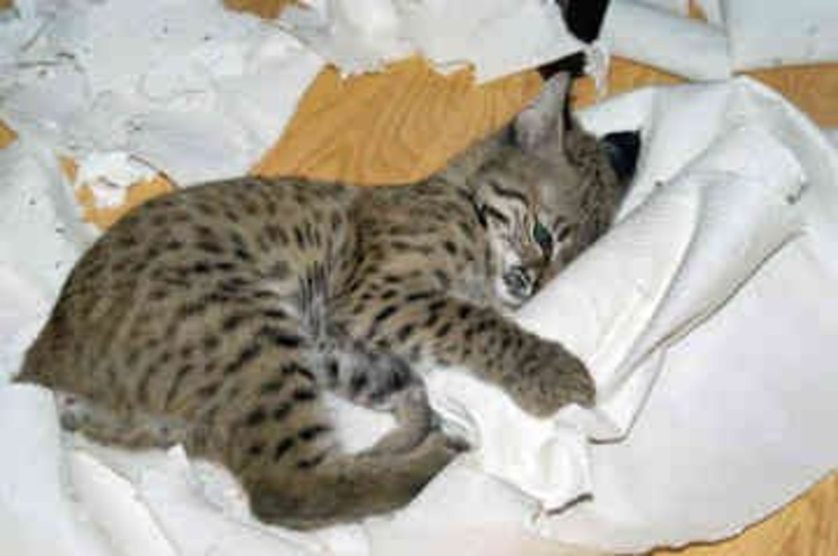 Bobcat Pet