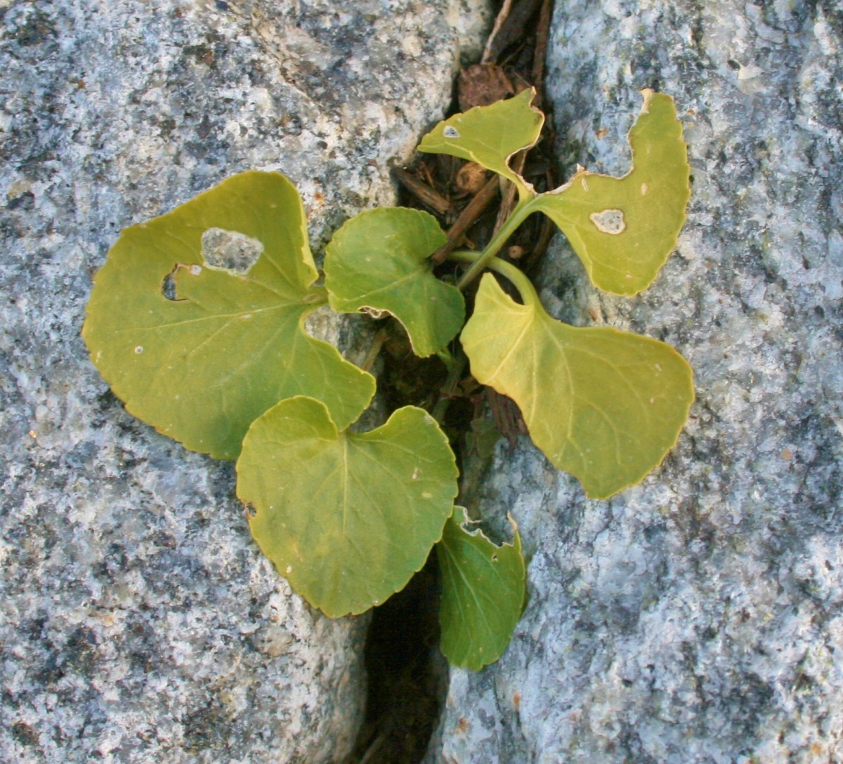 How to Get Rid of Weeds in Cracks Without Herbicide