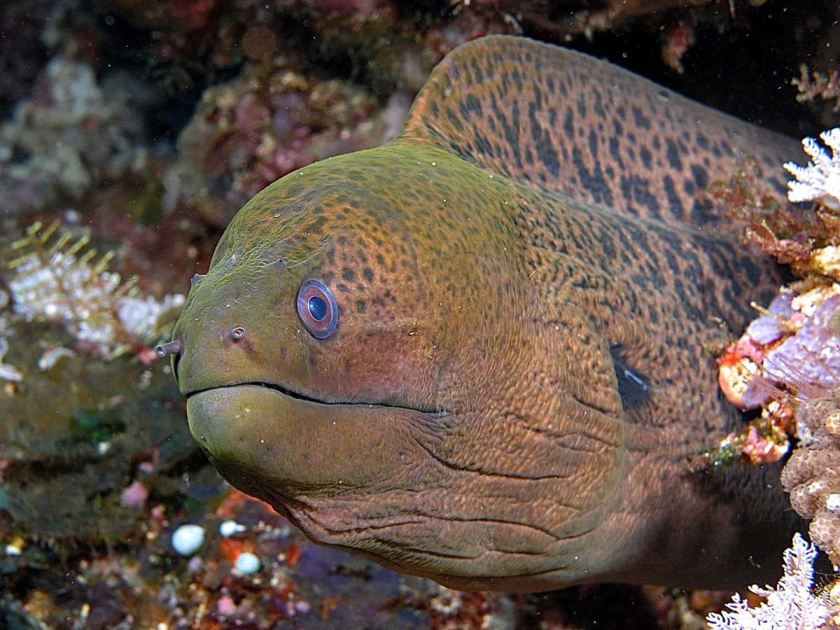 picture of a wolf eel
