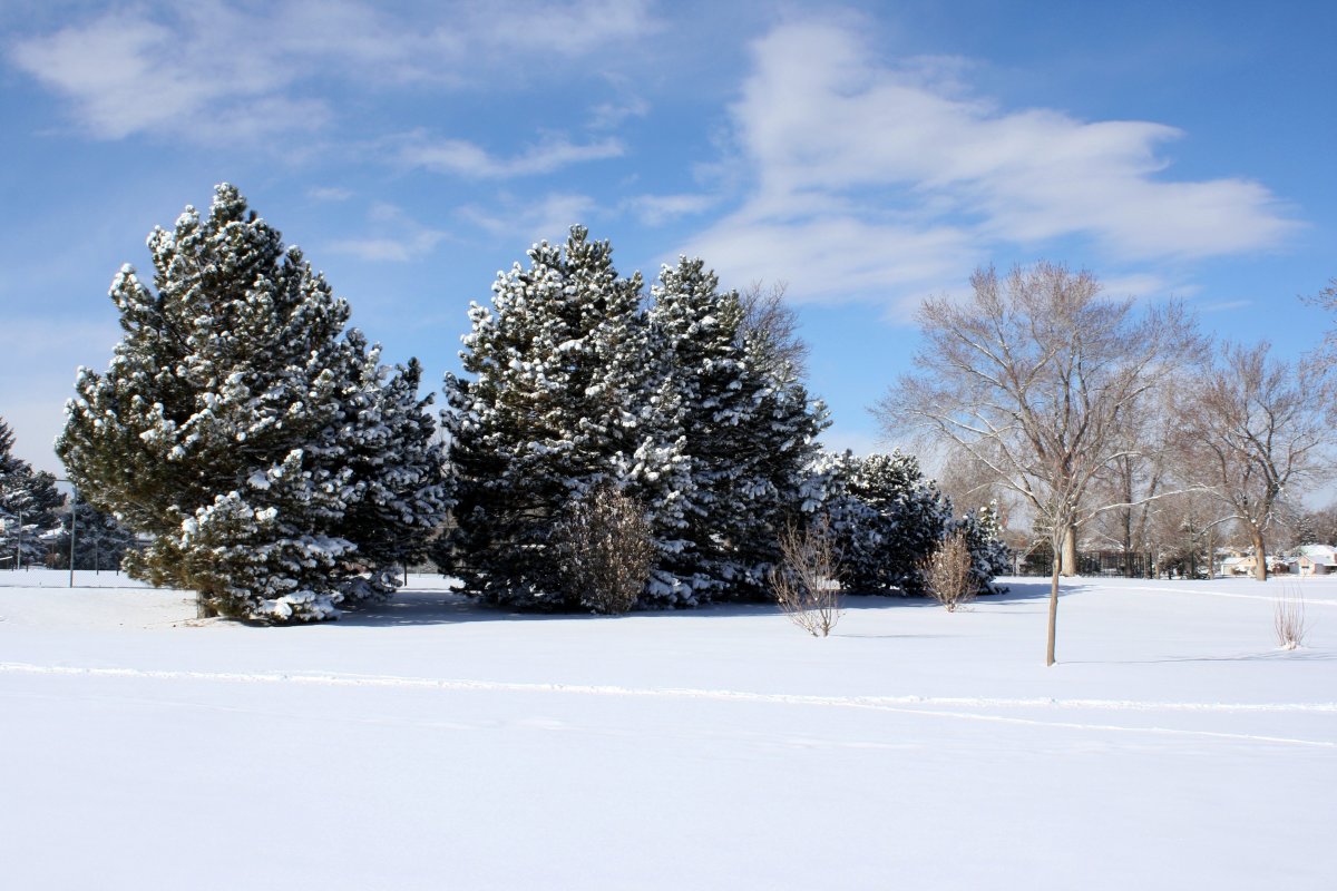 How to Protect New Trees in Winter