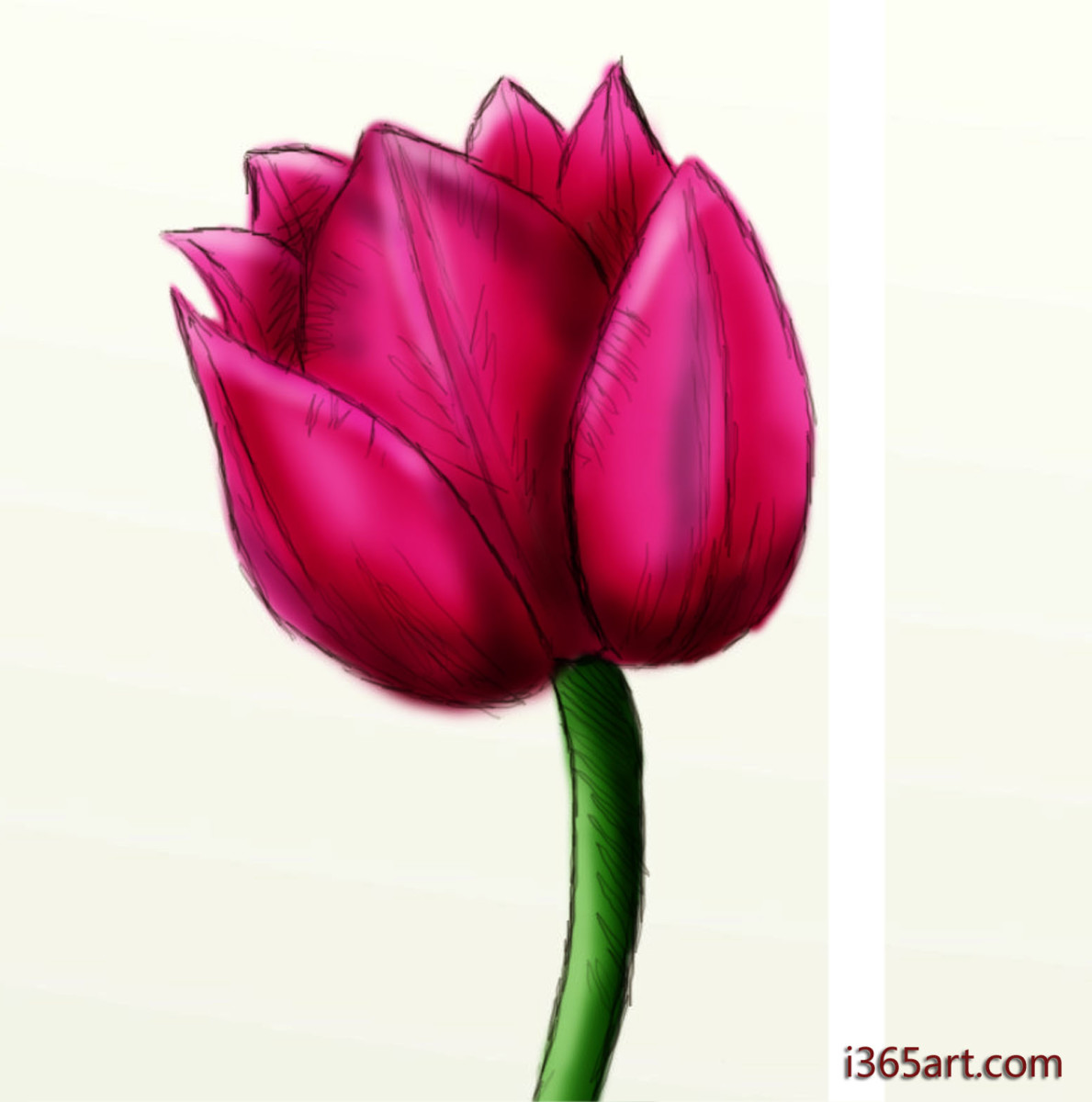 Follow this step-by-step guide to draw a tulip in just a few minutes.