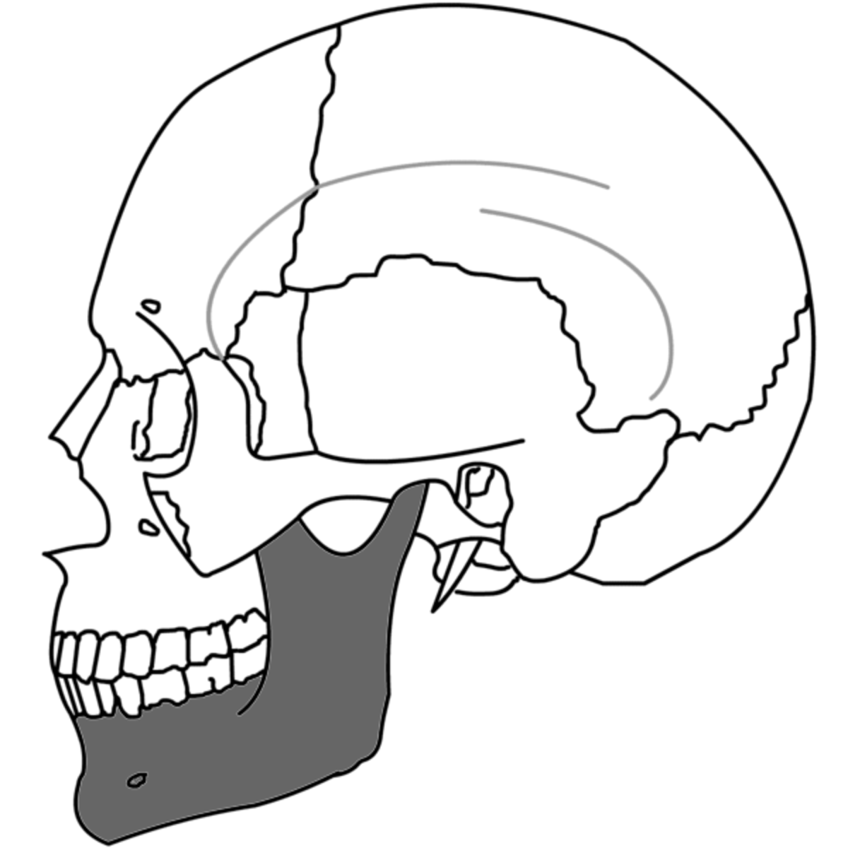 Here is a medical illustration of a skull with a mandible.