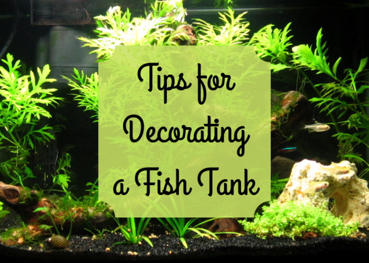 How To Pick Decorations For A Fish Tank Pethelpful By Fellow Animal Lovers And Experts