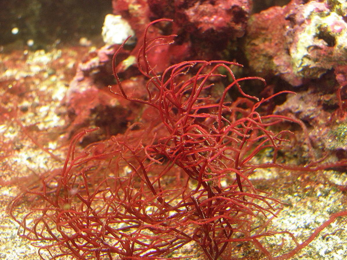 Red seaweed is typically cultivated for food.