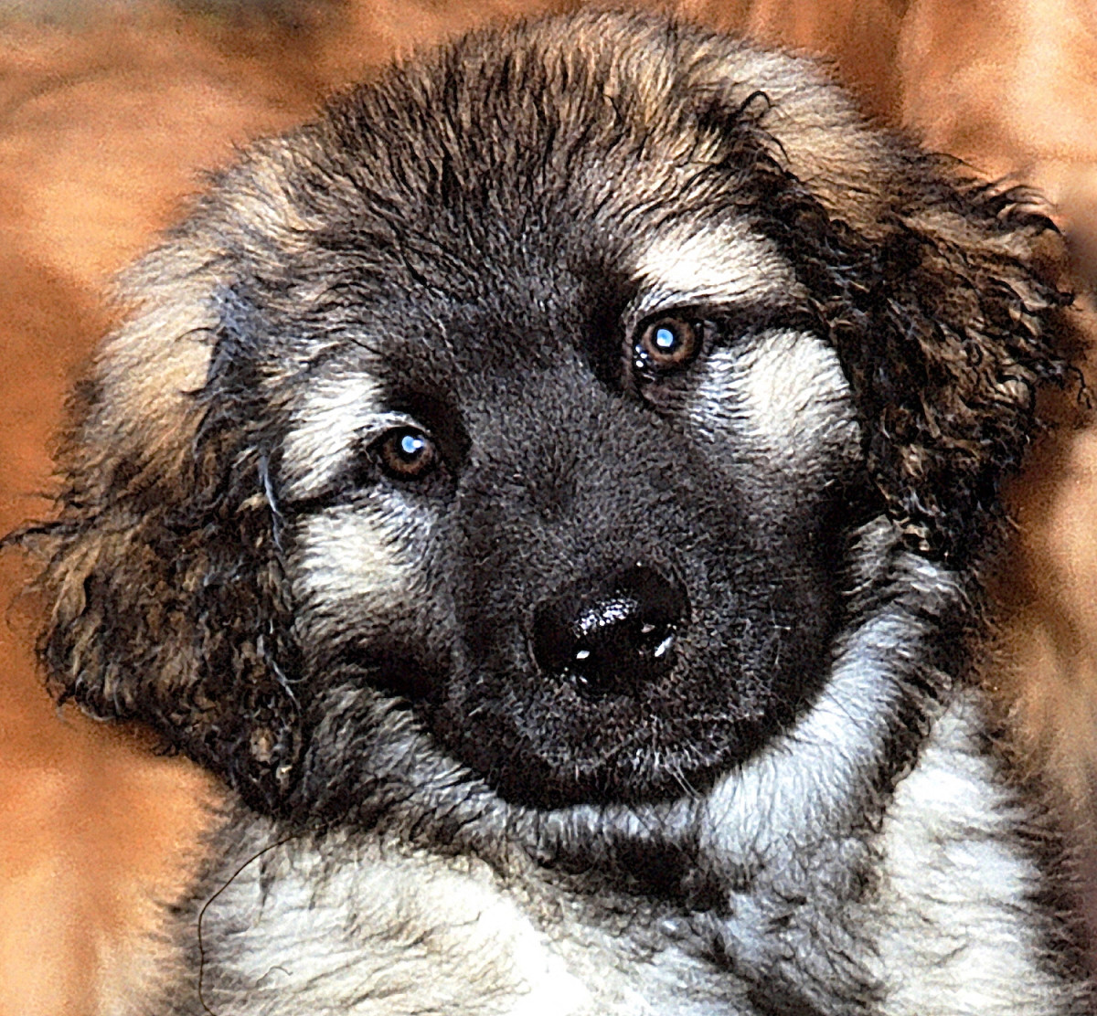 Scala the Leonberger as a puppy; she's sitting next to my golden retriever