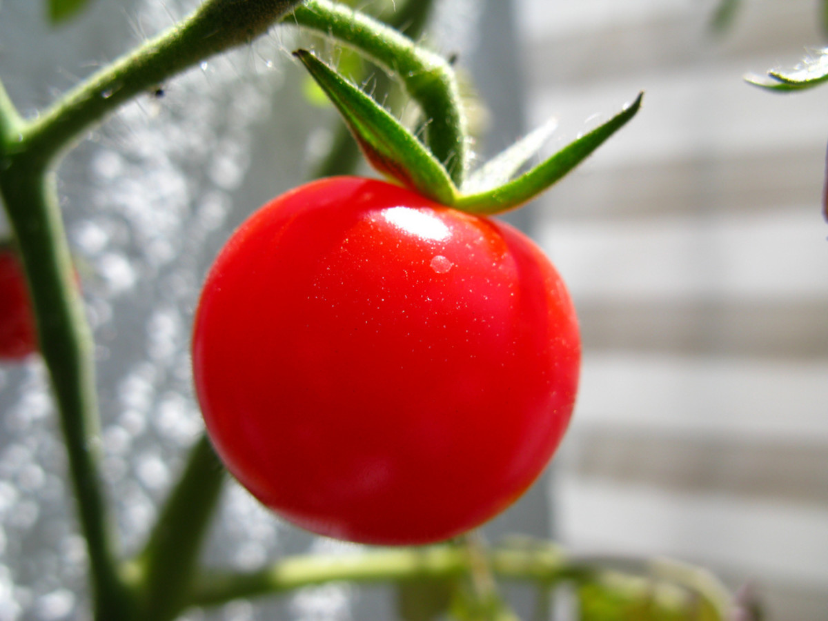 Do you have a tomato intolerance or allergy?