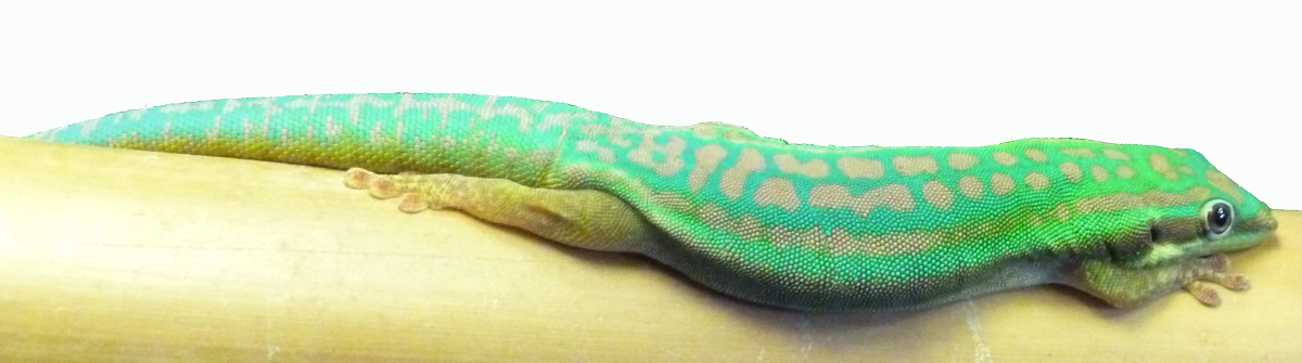 Phelsuma day geckos are considered fairly difficult to keep and cannot be handled, but I love their bright colours. This is my P. cepediana male.