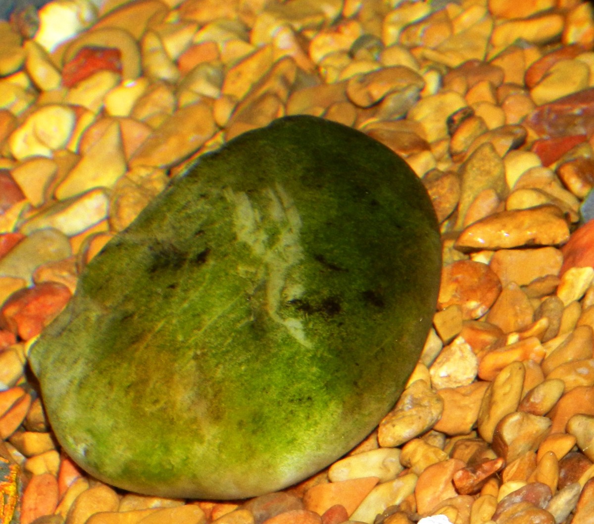 Algae growth is typical in aquariums, but a sudden algae bloom can turn your water a murky green.