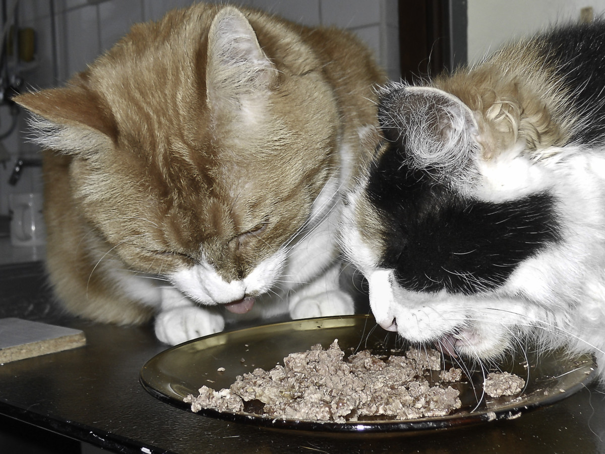 There are a few things to consider when deciding whether to feed your cat wet or dry food.