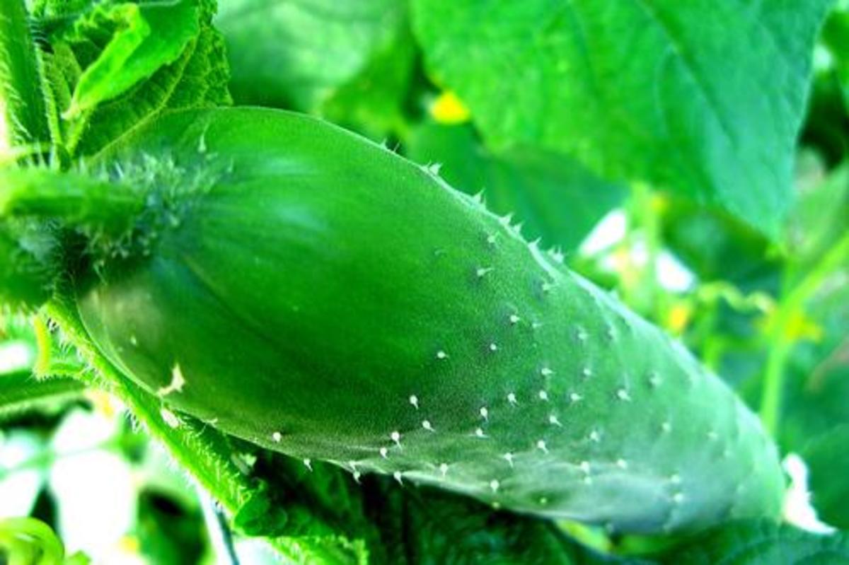 For bigger and healthier cucumbers, give companion planting a try.