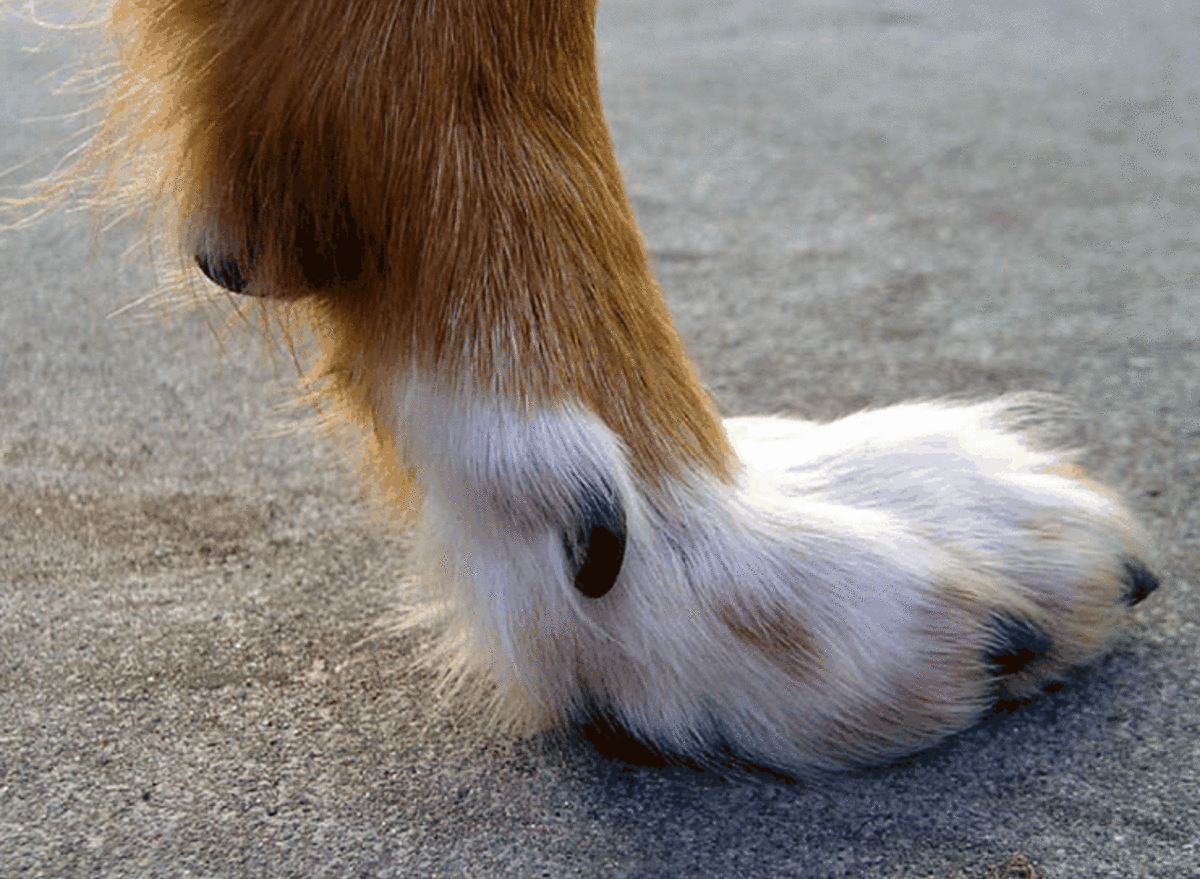 Dewclaw in Dog's Front Leg