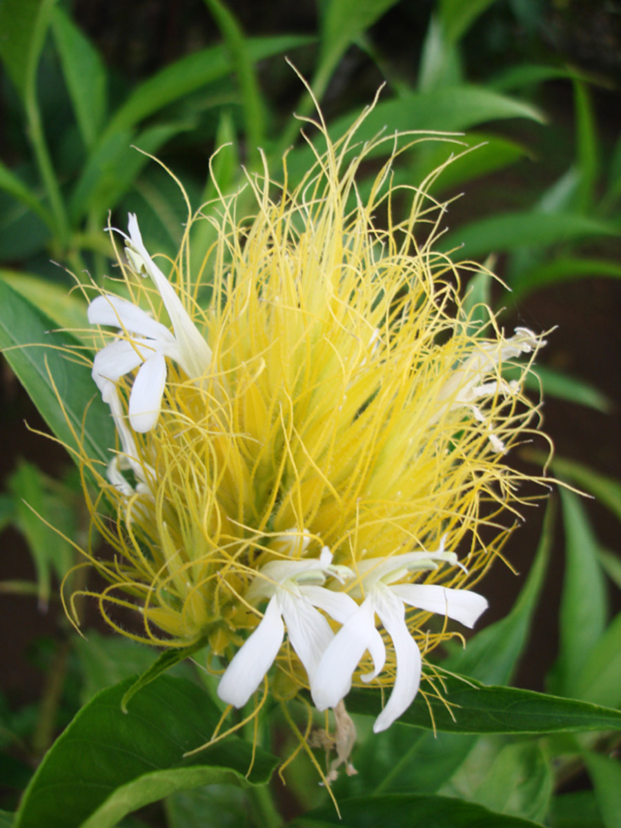 Flower inflorescence of unknown identity in the Blue River tropical garden.