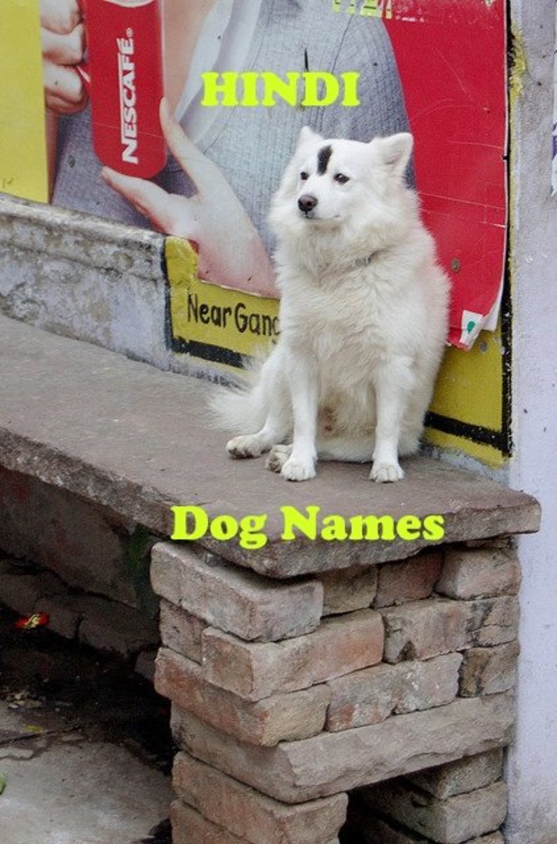 Best Hindi Dog Names From India PetHelpful By Fellow Animal Lovers 