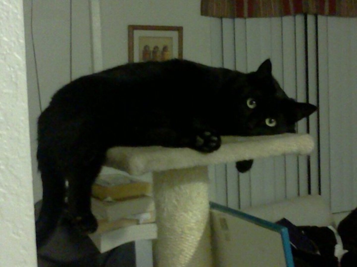 Can Cats Be Jealous? Jealous Behavior in Cats PetHelpful By fellow