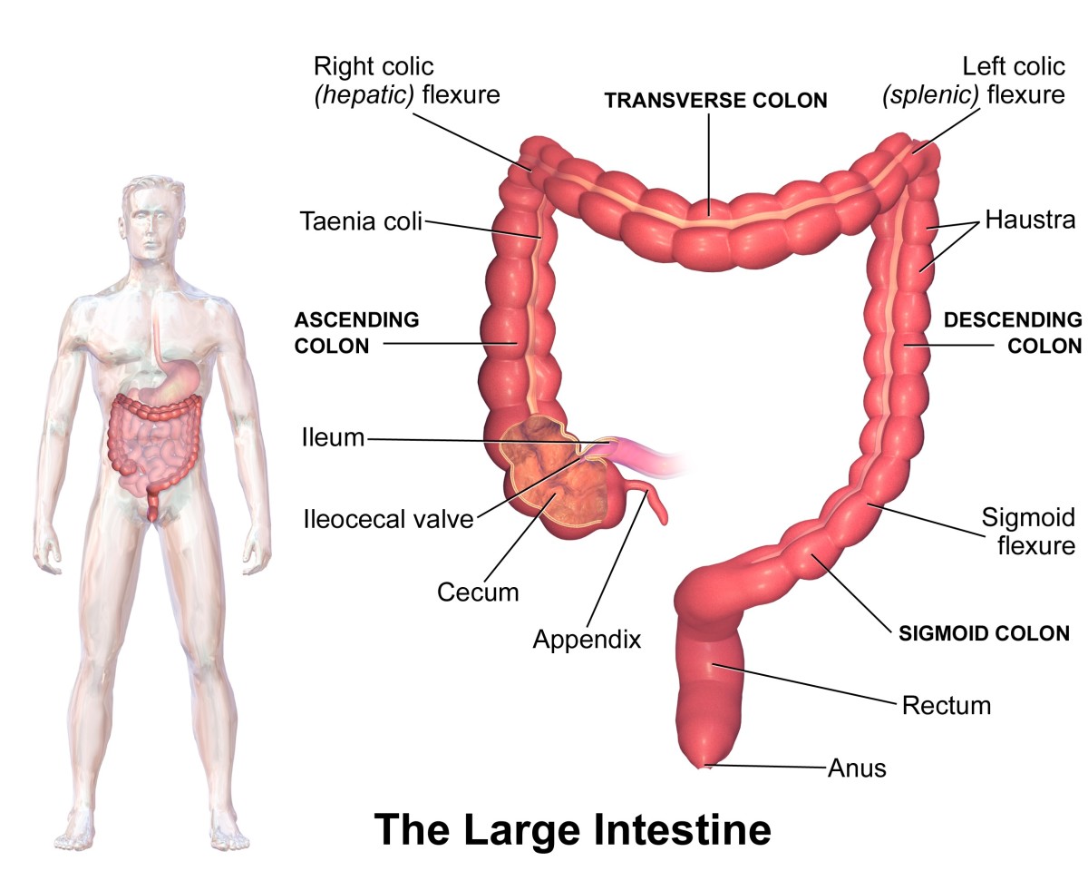 The appendix is a worm-like structure extending from the large intestine close to where it connects to the ileum.