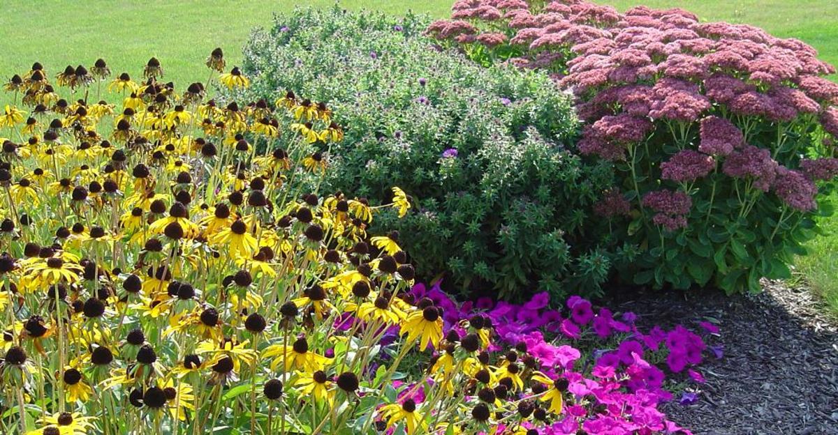 A fall garden planted with aster, sedum, and black-eyed Susan will show off for several weeks.