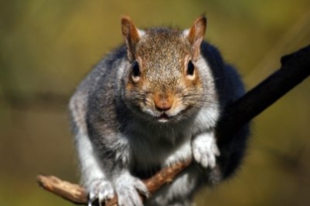 Squirrels can be detrimental to the health of your garden.